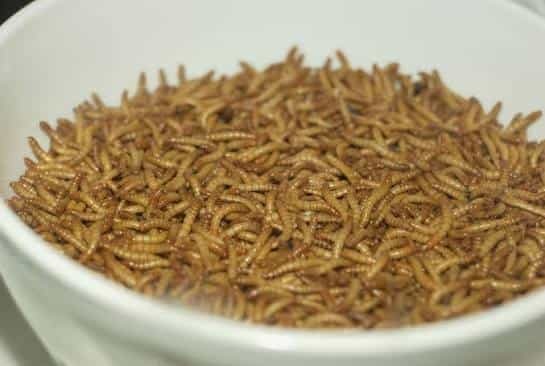 میلورم زنده یا خشک؛ کدامیک برای مرغها و پرندگان مناسبتر است؟