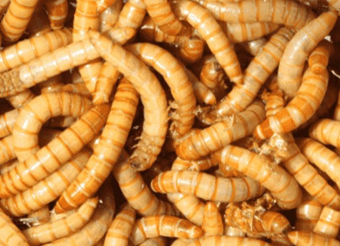 راهنمای بسته‌بندی و نگهداری میلورم خشک برای افزایش ماندگاری