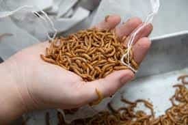 میلورم زنده یا خشک؛ کدام برای حیوان خانگی شما انتخاب درستتری است؟